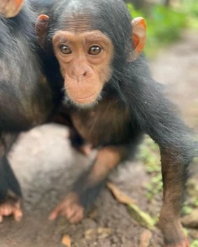 Chimpancé Jeje