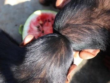 Dos chimpances chocando juguetonamente la cabeza