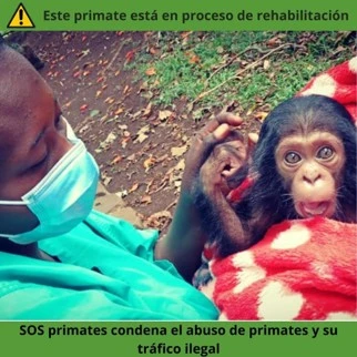 Primate en rehabilitación